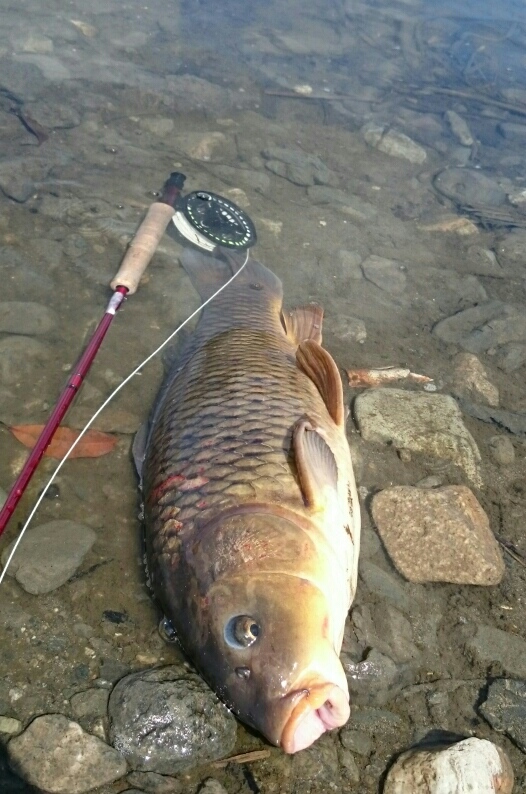 昨日の定休日は フライフィッシング ショップ ドラグフリー 大阪のフライフィッシング 専門店 昨日の定休日は フライフィッシング ショップ ドラグフリー 大阪のフライフィッシング 専門店